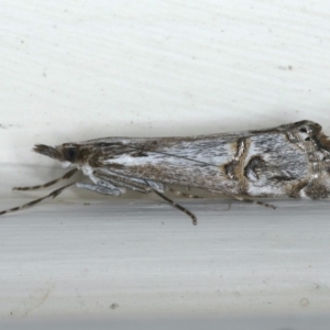 Hednota longipalpella at Ainslie, ACT - 26 Feb 2020