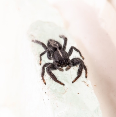 Ocrisiona leucocomis (White-flecked Crevice-dweller) at Macgregor, ACT - 28 Feb 2020 by Roger