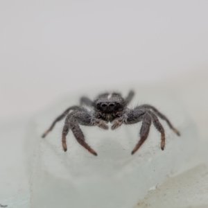 Ocrisiona leucocomis at Macgregor, ACT - 28 Feb 2020