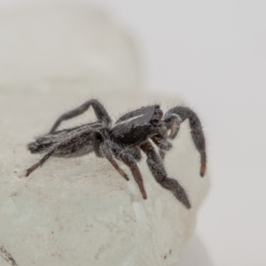 Ocrisiona leucocomis at Macgregor, ACT - 28 Feb 2020