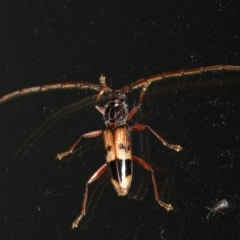 Phoracantha recurva (Yellow Phoracantha borer) at Ainslie, ACT - 26 Feb 2020 by jb2602