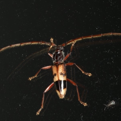 Phoracantha recurva (Yellow Phoracantha borer) at Ainslie, ACT - 26 Feb 2020 by jb2602