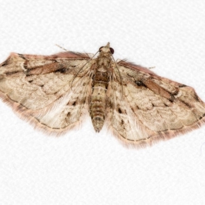 Chloroclystis approximata (Plumed or Cherry Looper) at Melba, ACT - 28 Oct 2018 by Bron