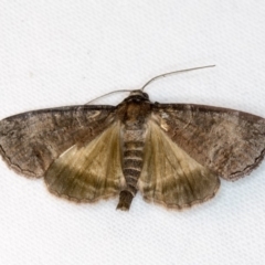 Dysbatus undescribed species (A Line-moth) at Melba, ACT - 1 Nov 2018 by Bron