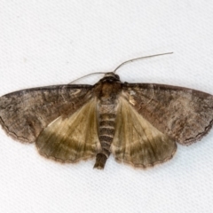 Dysbatus undescribed species (A Line-moth) at Melba, ACT - 2 Nov 2018 by Bron