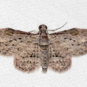 Chloroclystis insigillata at Melba, ACT - 2 Nov 2018 11:34 PM