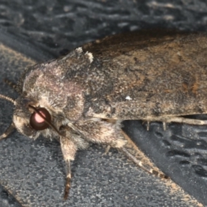 Proteuxoa sanguinipuncta at Ainslie, ACT - 12 Feb 2020