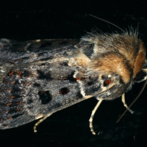 Proteuxoa sanguinipuncta at Ainslie, ACT - 12 Feb 2020