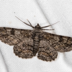 Cleora displicata (A Cleora Bark Moth) at Melba, ACT - 3 Nov 2018 by Bron