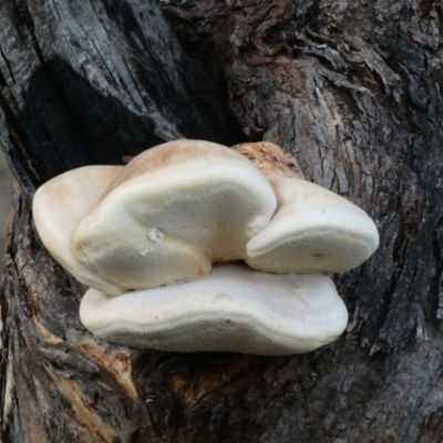 Laetiporus portentosus (White Punk) at Deakin, ACT - 28 Feb 2020 by Ct1000