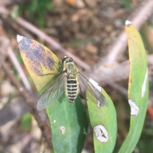 Comptosia sp. (genus) at Hackett, ACT - 24 Feb 2020