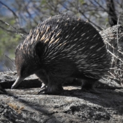 Tachyglossus aculeatus (Short-beaked Echidna) at Tuggeranong Hill - 27 Feb 2020 by JohnBundock