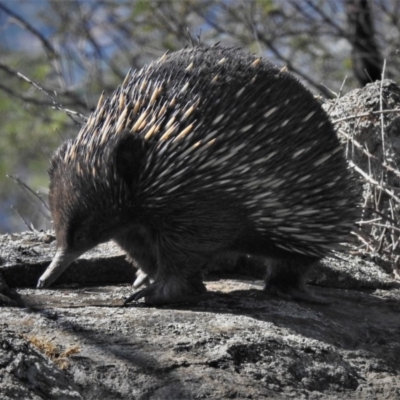 Tachyglossus aculeatus (Short-beaked Echidna) at Tuggeranong Hill - 27 Feb 2020 by JohnBundock