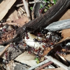 Iridomyrmex purpureus (Meat Ant) at Symonston, ACT - 28 Feb 2020 by Mike