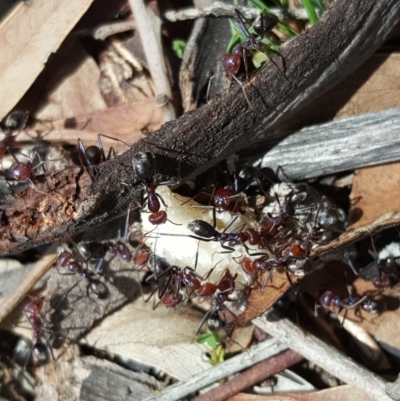 Iridomyrmex purpureus (Meat Ant) at Symonston, ACT - 28 Feb 2020 by Mike