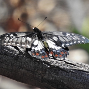 Papilio anactus at Calwell, ACT - 27 Feb 2020 02:18 PM