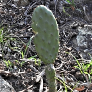 Opuntia elata at Calwell, ACT - 27 Feb 2020 03:56 PM