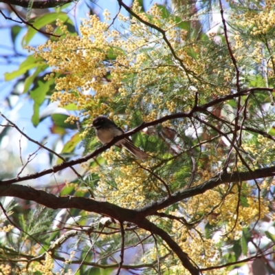 Rhipidura albiscapa (Grey Fantail) at Alpine, NSW - 1 Oct 2018 by JanHartog