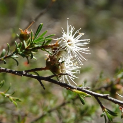 Kunzea ambigua (White Kunzea) at Alpine - 24 Nov 2017 by JanHartog