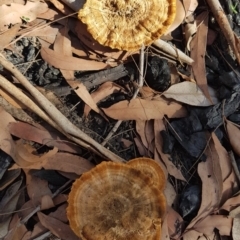 Unidentified Fungus at Manyana, NSW - 29 Feb 2020 by JulieL