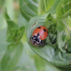 Hippodamia variegata (Spotted Amber Ladybird) at Tharwa, ACT - 21 Dec 2019 by michaelb