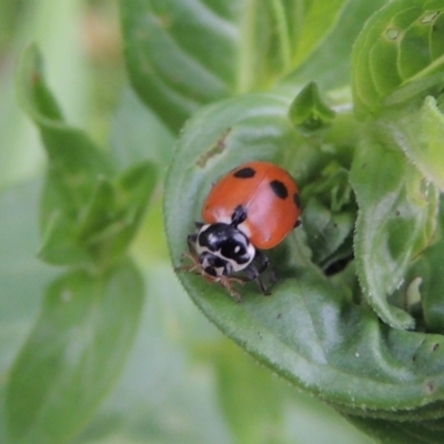 Hippodamia variegata (Spotted Amber Ladybird) at Tharwa, ACT - 21 Dec 2019 by michaelb