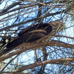 Tachyspiza fasciata (Brown Goshawk) at Googong, NSW - 28 Feb 2020 by Wandiyali