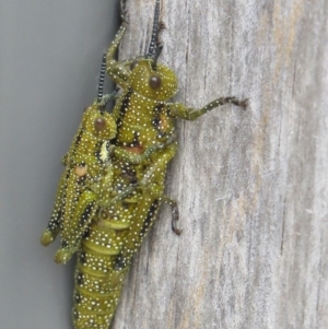 Yeelana pavonina at Kosciuszko National Park, NSW - 13 Feb 2020