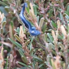 Caenoplana coerulea (Blue Planarian, Blue Garden Flatworm) at Kosciuszko National Park, NSW - 12 Feb 2020 by SandraH