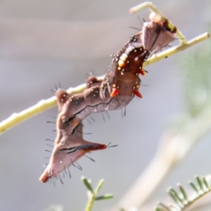 Neola semiaurata at Greenway, ACT - 28 Feb 2020