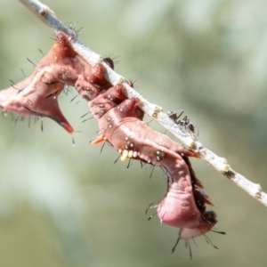 Neola semiaurata at Greenway, ACT - 28 Feb 2020