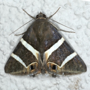 Grammodes oculicola at Ainslie, ACT - 28 Feb 2020 08:02 PM