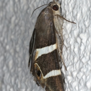 Grammodes oculicola at Ainslie, ACT - 28 Feb 2020