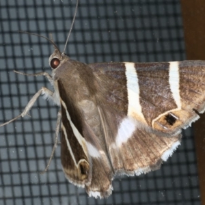 Grammodes oculicola at Ainslie, ACT - 28 Feb 2020