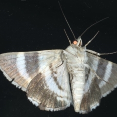 Grammodes oculicola at Ainslie, ACT - 28 Feb 2020