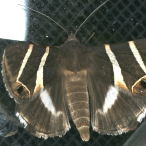 Grammodes oculicola at Ainslie, ACT - 28 Feb 2020 08:02 PM