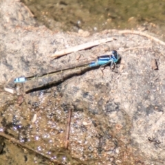 Ischnura heterosticta (Common Bluetail Damselfly) at Tuggeranong DC, ACT - 28 Feb 2020 by SWishart