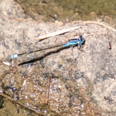 Ischnura heterosticta (Common Bluetail Damselfly) at Tuggeranong DC, ACT - 28 Feb 2020 by SWishart