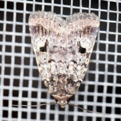 Thoracolopha verecunda (A Noctuid moth (Acronictinae)) at O'Connor, ACT - 28 Feb 2020 by ibaird