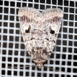 Thoracolopha verecunda at O'Connor, ACT - 28 Feb 2020