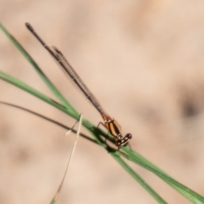 Nososticta solida (Orange Threadtail) at Tuggeranong DC, ACT - 28 Feb 2020 by SWishart