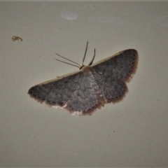 Idaea costaria (White-edged Wave) at Wanniassa, ACT - 28 Feb 2020 by JohnBundock