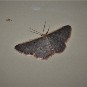 Idaea costaria at Wanniassa, ACT - 28 Feb 2020