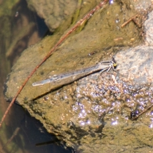 Ischnura heterosticta at Tuggeranong DC, ACT - 28 Feb 2020