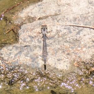 Ischnura heterosticta at Tuggeranong DC, ACT - 28 Feb 2020