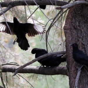 Corcorax melanorhamphos at Tuggeranong DC, ACT - 28 Feb 2020