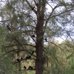 Corcorax melanorhamphos at Tuggeranong DC, ACT - 28 Feb 2020