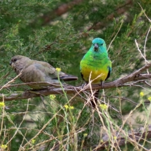 Psephotus haematonotus at Tuggeranong DC, ACT - 28 Feb 2020