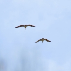 Pelecanus conspicillatus (Australian Pelican) at Point Hut Hill - 28 Feb 2020 by RodDeb