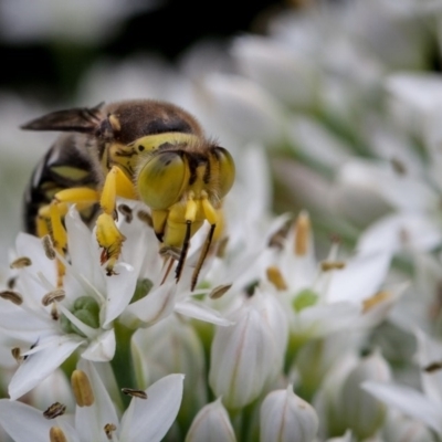 Bembix sp. (genus) (Unidentified Bembix sand wasp) at Murrumbateman, NSW - 29 Feb 2020 by SallyandPeter